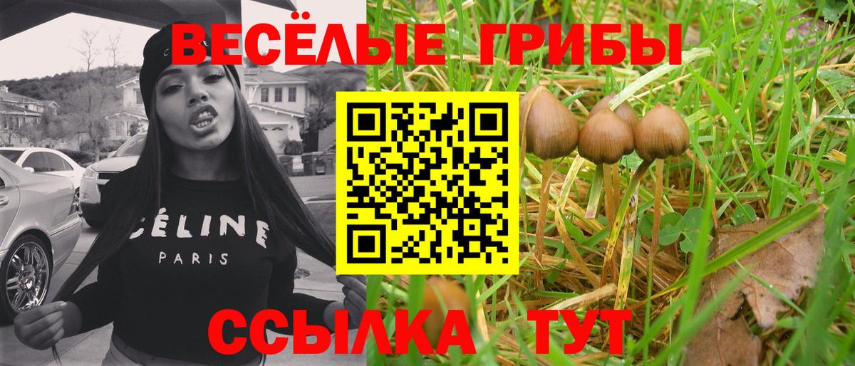 Усть-Джегута  Галлюциногенные грибы Psilocybe  Вход с VPN 